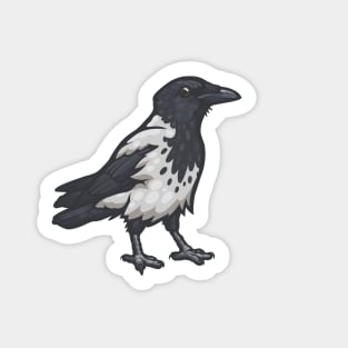 Hooded Crow Sticker